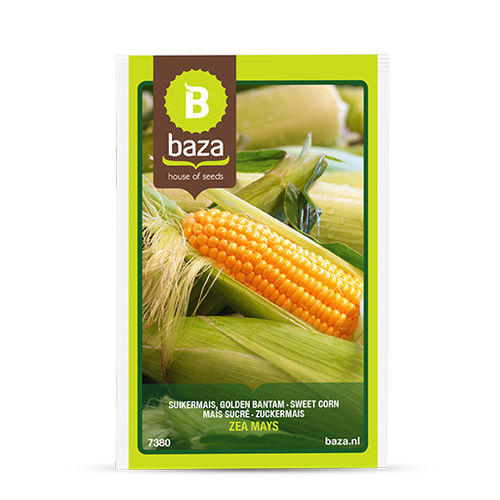 玉米种子 - 7380 - BAZA Seeds Holland b.v.