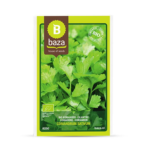 生物香菜种子 - 8250 - BAZA Seeds Holland b.v.