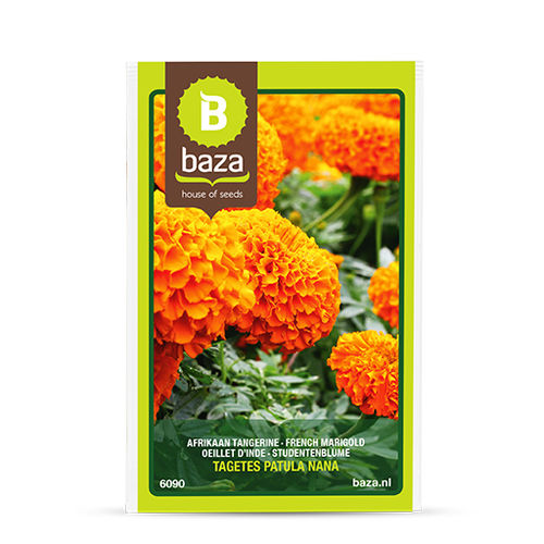 一年生花种子 - FRENCH MARIGOLD - BAZA Seeds Holland b.v. - 橙色 / 用于花园