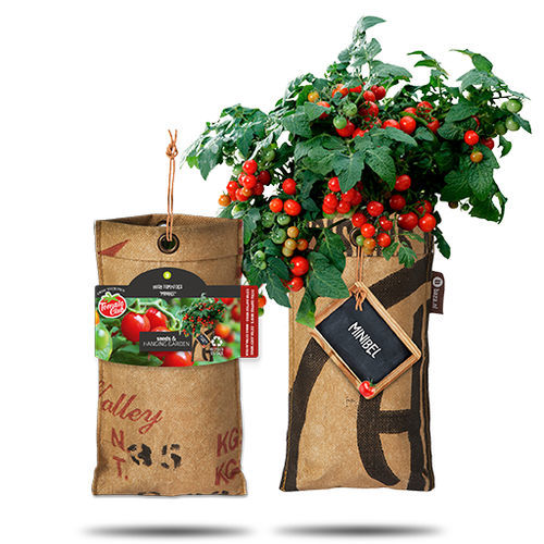 红色小蕃茄种子 - EXTRA JUICY MINIS - BAZA Seeds Holland b.v. - 圆形