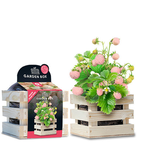 生物草莓种子 - 1807746 - BAZA Seeds Holland b.v.