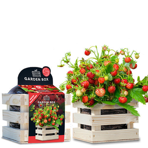 生物草莓种子 - 1807747 - BAZA Seeds Holland b.v.