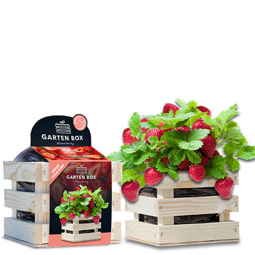 生物草莓种子 - 1807744 - BAZA Seeds Holland b.v.