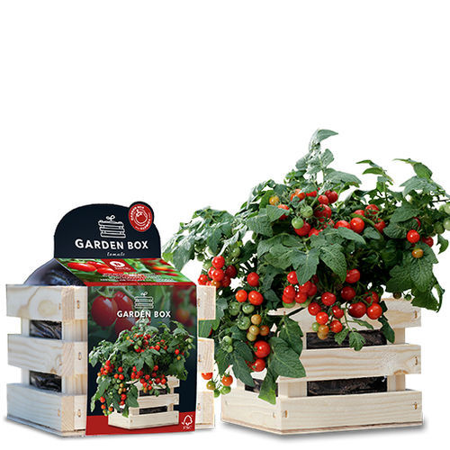 红色小蕃茄种子 - MINIBEL - BAZA Seeds Holland b.v. - 袋子
