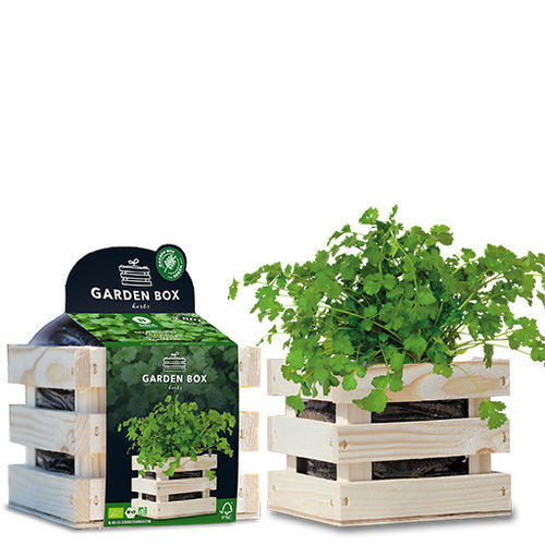 生物香菜种子 - 1807767 - BAZA Seeds Holland b.v.