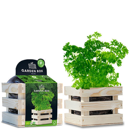 生物欧芹种子 - 1807768 - BAZA Seeds Holland b.v.