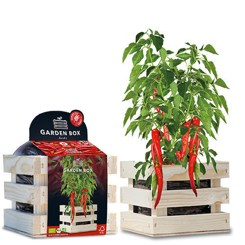 生物菜椒种子 - 1807762 - BAZA Seeds Holland b.v.