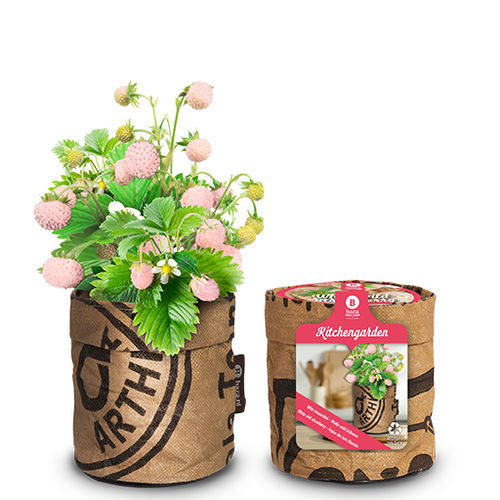 草莓种子 - 18027030 - BAZA Seeds Holland b.v.