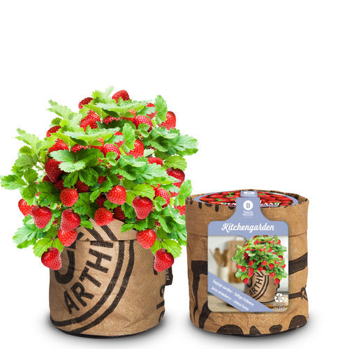 红色草莓种子 - 18027020 - BAZA Seeds Holland b.v. - 生物