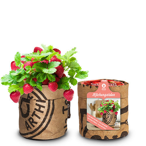红色草莓种子 - 18027040 - BAZA Seeds Holland b.v. - 生物