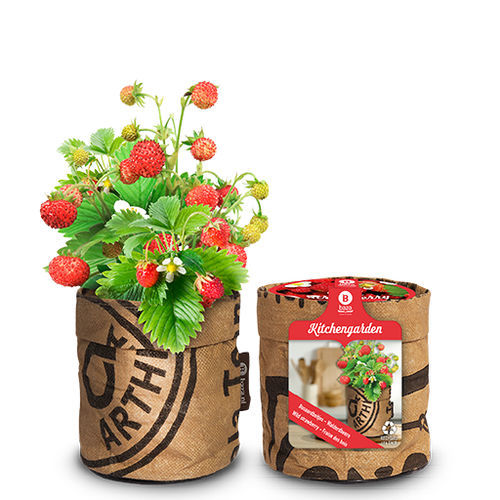 红色草莓种子 - 18027010 - BAZA Seeds Holland b.v.