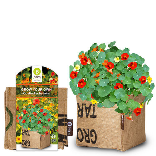 多年生花植物 - NASTURTIUM - BAZA Seeds Holland b.v. - 红色 / 黄色 / 橙色