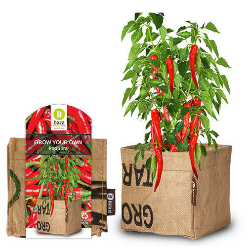 红色菜椒种子 - 180128 - BAZA Seeds Holland b.v.