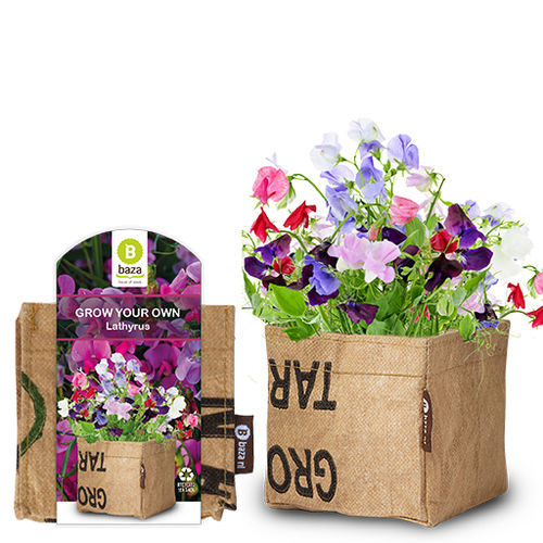 多年生花植物 - LATHYRUS - BAZA Seeds Holland b.v. - 一年生 / 混色 / 盆栽
