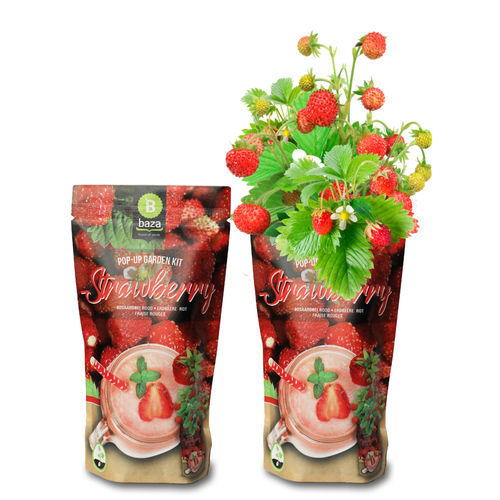 红色草莓种子 - 18047260 - BAZA Seeds Holland b.v.