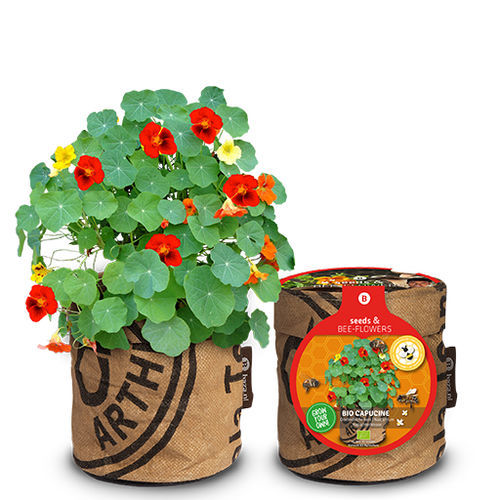 一年生花卉种子 - EAST INDIAN CHERRY - BAZA Seeds Holland b.v. - 混色 / 用于花园 / 生物
