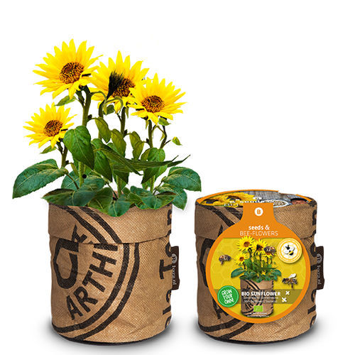 早熟向日葵种子 - 18027391 - BAZA Seeds Holland b.v. - 生物