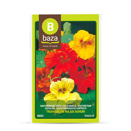 一年生花卉种子 - 6600 - BAZA Seeds Holland b.v. - 红色 / 黄色 / 用于花园