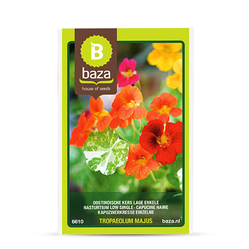一年生花卉种子 - 6610 - BAZA Seeds Holland b.v. - 混色 / 用于花园