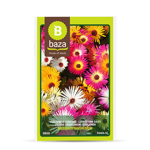 野生花卉种子 - Livingstone Daisy - BAZA Seeds Holland b.v. - 混色 / 用于花园 / 混合