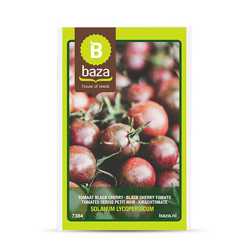 黑色小蕃茄种子 - 7384 - BAZA Seeds Holland b.v. - 圆形 / 大棚栽培