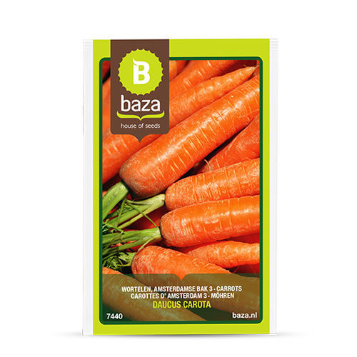 锥形胡萝卜种子 - Amsterdamse bak 3 - BAZA Seeds Holland b.v.
