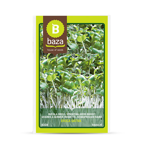多年生芝麻菜种子 - 8324 - BAZA Seeds Holland b.v.