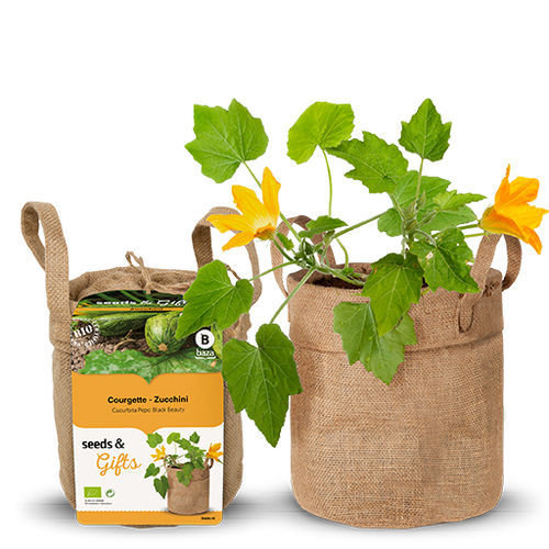 生物西葫芦种子 - 130530 - BAZA Seeds Holland b.v. - 早熟