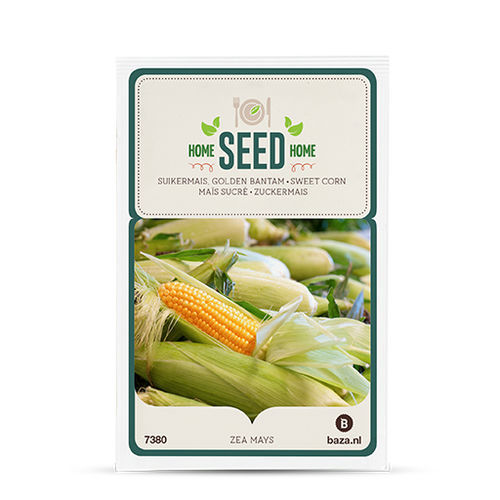 谷物玉米种子 - 707380 - BAZA Seeds Holland b.v. - 马齿玉米 / 硬质玉米