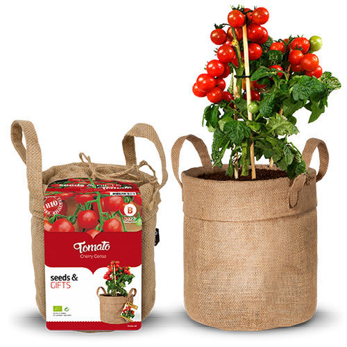 红色小蕃茄种子 - 130578 - BAZA Seeds Holland b.v. - 生物 / 圆形