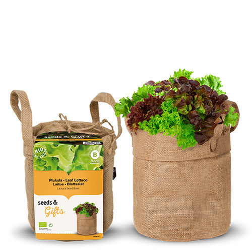 生物生菜种子 - 130608 - BAZA Seeds Holland b.v.