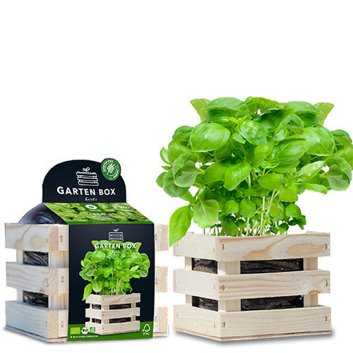 生物罗勒种子 - 1807763 - BAZA Seeds Holland b.v.