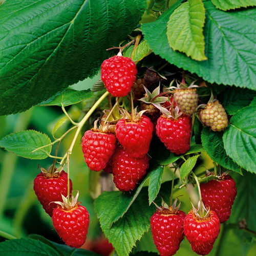 结实作物 - RUBUS IDAEUS - Vivai Toso Orlando Soc. Agricola