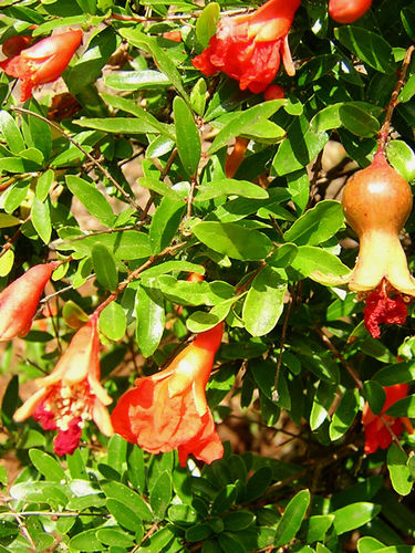 花圃花灌木 - PUNICA GRANATUM - Vivai Toso Orlando Soc. Agricola - 红花