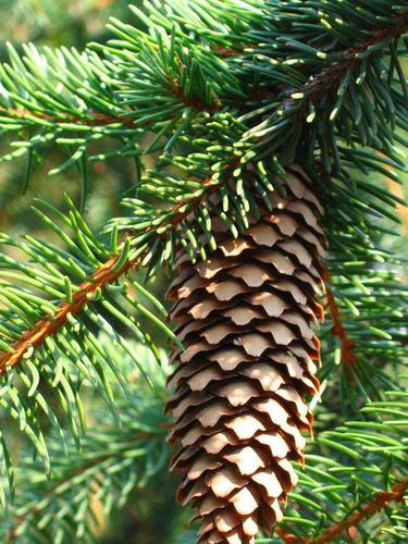 松类阔叶树 - PICEA ABIES - Vivai Toso Orlando Soc. Agricola