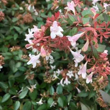 盆栽灌木 - Abelia - VIVAI GUAGNO Societa Agricola Semplice - 白花