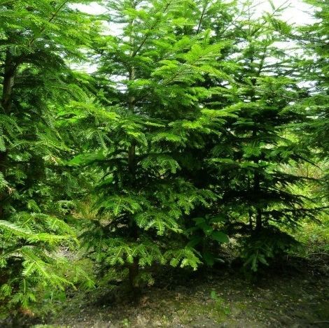 松类阔叶树 - Abies alba - VIVAI GUAGNO Societa Agricola Semplice