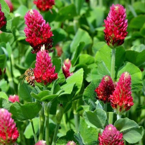 苜蓿肥田作物 - KARDINAL - SEED SERVICE s.r.o. - 用于饲料 / 生物 / 耐寒