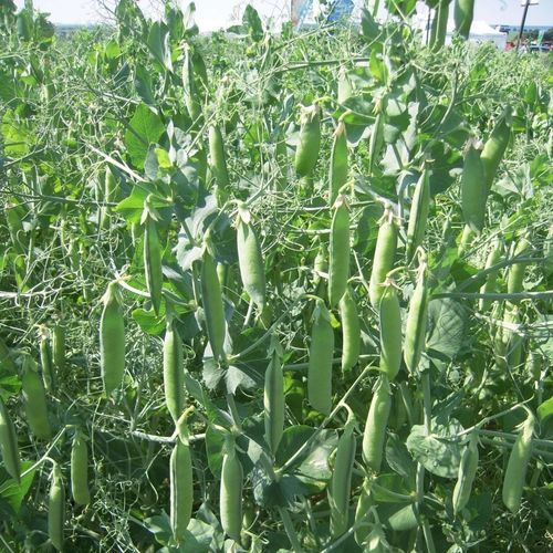冬季蛋白豌豆种子 - ENDURO - SEED SERVICE s.r.o. - 半早熟 / 极早熟 / 春季