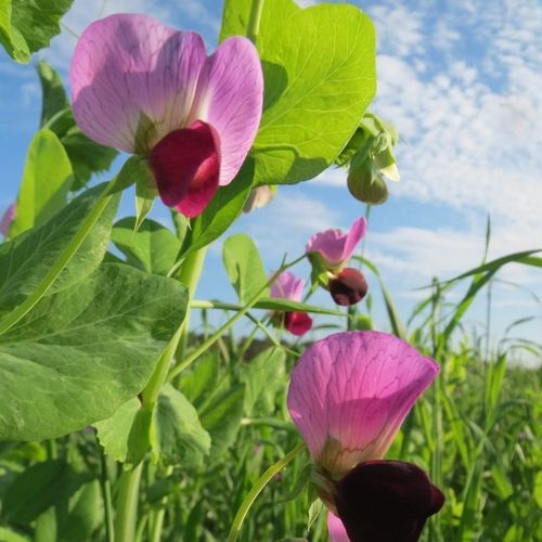 夏季蛋白豌豆种子 - ARVIKA - SEED SERVICE s.r.o. - 冬季 / 春季 / 饲料