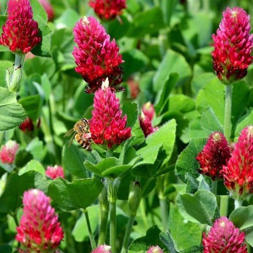 苜蓿肥田作物 - REDHEAD - SEED SERVICE s.r.o. - 固硝酸盐作物 / 杂草竞争 / 氮恢复