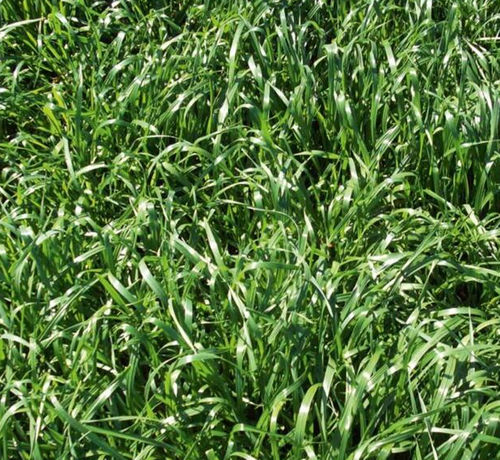 年生黑麦草动物饲料 - Levonet - SEED SERVICE s.r.o. - 用于饲料 / 牧场 / 牛