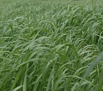 混合动力动物饲料 - GALA - SEED SERVICE s.r.o. - 黑麦草 / 用于饲料 / 牧场