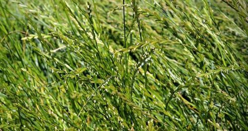 英国黑麦草动物饲料 - PASTEL - SEED SERVICE s.r.o. - 用于饲料 / 牧场 / 牛