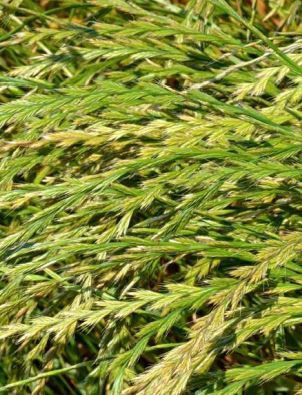 羊茅黑麦草动物饲料 - TATRAN - SEED SERVICE s.r.o. - 用于饲料 / 牧场 / 牛