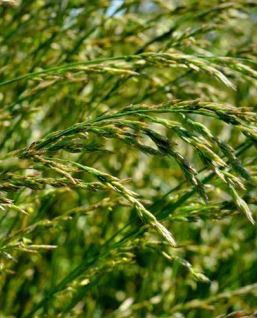 黑麦草动物饲料 - LENOR - SEED SERVICE s.r.o. - 用于饲料 / 牛 / 牧场
