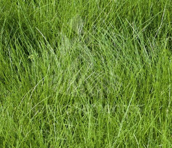 红茅动物饲料 - ROLAND 21 - SEED SERVICE s.r.o. - 用于饲料 / 土壤结构 / 杂草竞争