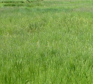 羊茅动物饲料 - PASTORELA - SEED SERVICE s.r.o. - 土壤结构 / 用于饲料 / 牛