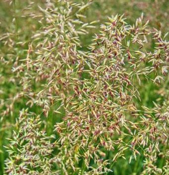 燕麦动物饲料 - LEGAN - SEED SERVICE s.r.o. - 土壤结构 / 用于饲料 / 牛