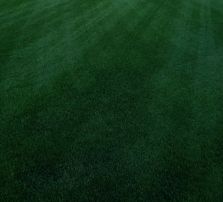 草坪种子 - Perennial Ryegrass PRESIDIAN - SEED SERVICE s.r.o.